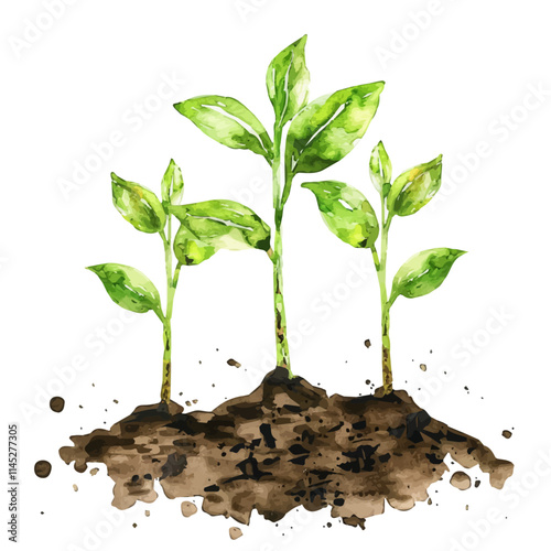 A watercolor vector of green shoots emerging from soil, isolated on a white background. Green shoots emerging from soil vector.
