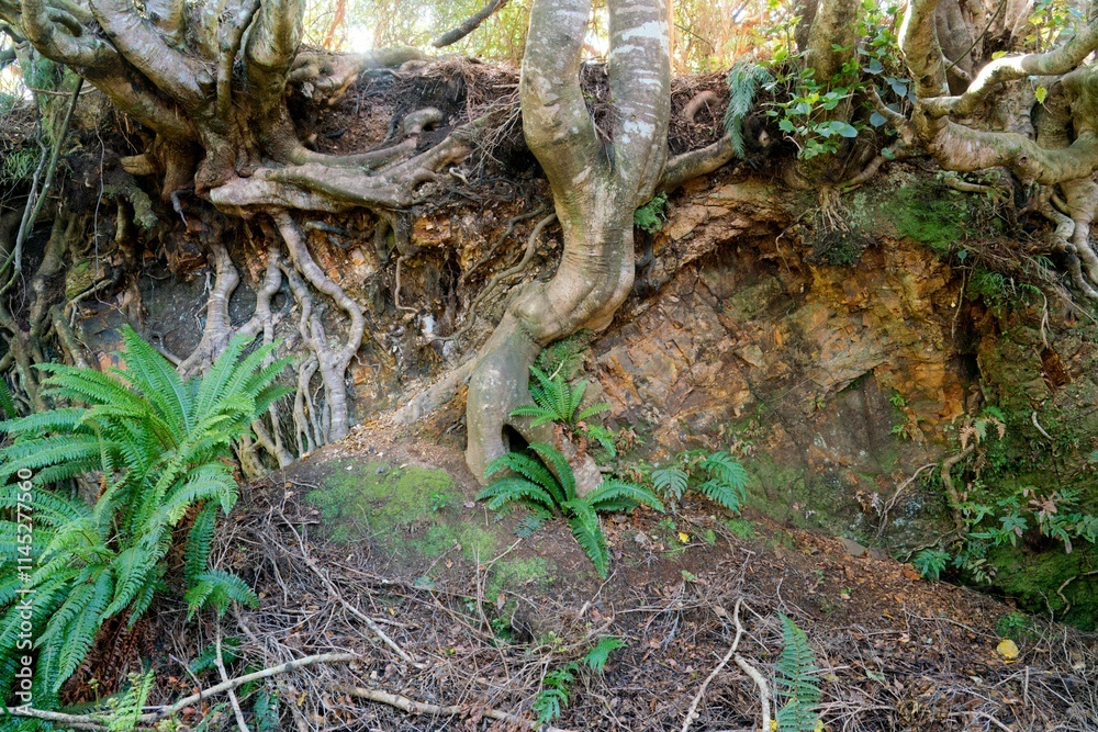 Tree Roots Exposed by Erosion on Steep Slope - Nature's Erosion Tree Roots Exposed by Erosion on Steep Slope - Nature's Erosion