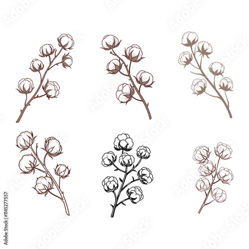 Elegant dried cotton flower branch vector set.