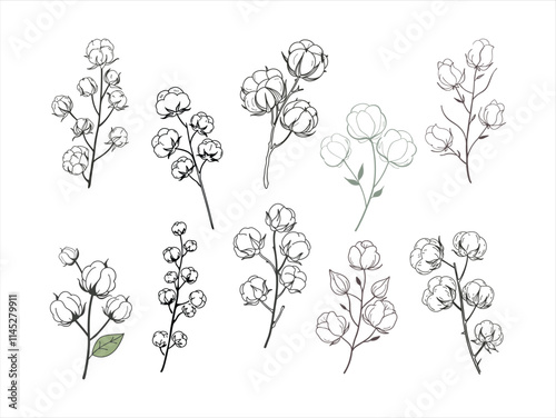 Elegant dried cotton flower branch vector set.