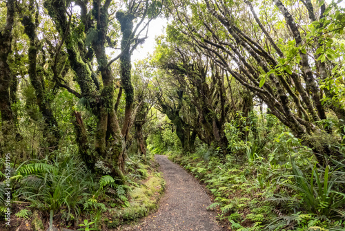 Lush Native Forest on the Mangorei Track to Pouakai Tarns, Egmont National Park, New Zealand photo