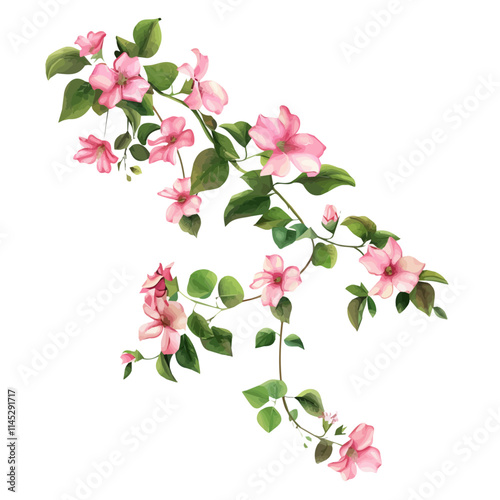 A watercolor vector of pink flowers on a vine in the spring, isolated on a white background. Pink flowers on a vine in the spring vector.
