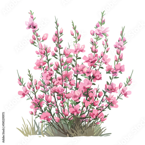A watercolor vector of a pink flowering bush in spring, isolated on a white background. Pink flowering bush in spring vector.
