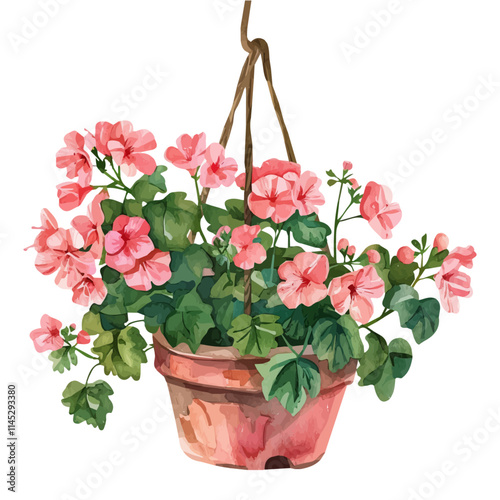 A watercolor painting of pink geranium flowers in a hanging pot, isolated on a white background. Pink geranium flowers in a hanging pot vector.
