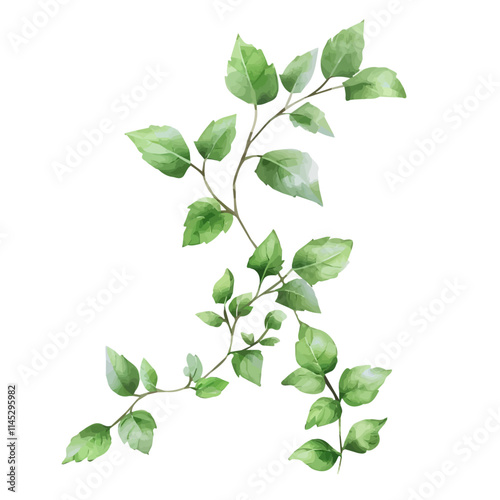 A watercolor painting of small green leaves on a vine, isolated on a white background. Small green leaves on a vine vector.
