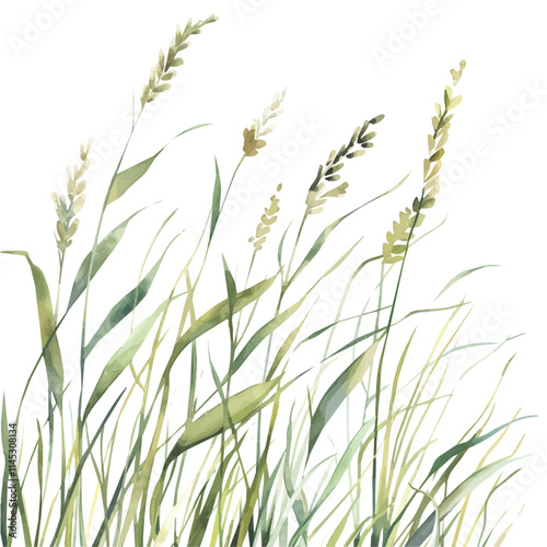 A watercolor vector of a soft spring breeze through tall grass, isolated on a white background. Soft spring breeze through tall grass vector.
