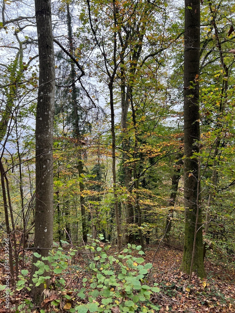 Obraz premium forest in autumn