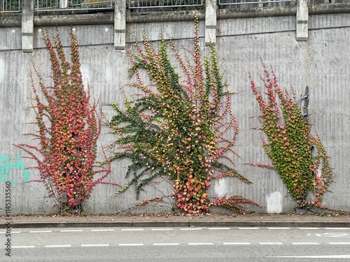 Autumn red creeping plants on a concrete wall
