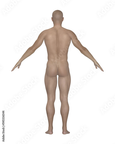 Obraz na płótnie Male Human Body Side View. Anatomical Model Isolated on White Background. w salonie