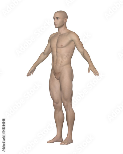 Obraz na płótnie Male Human Body Side View. Anatomical Model Isolated on White Background. w salonie