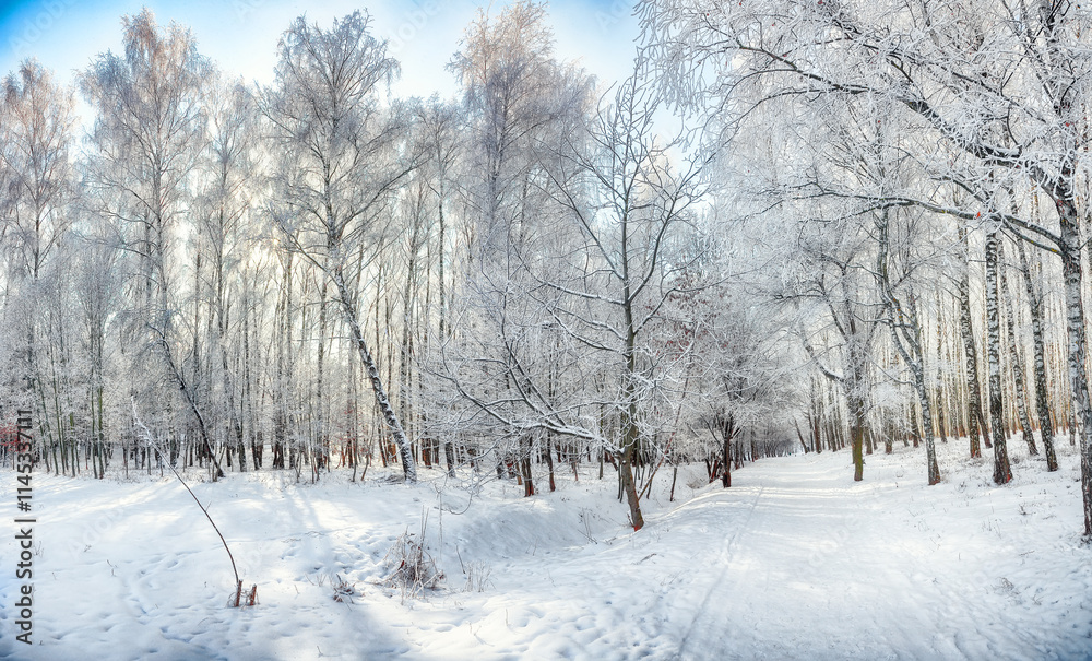 Majestic landscape with snow-covered trees in the city park. Majestic landscape with snow-covered trees in the city park.