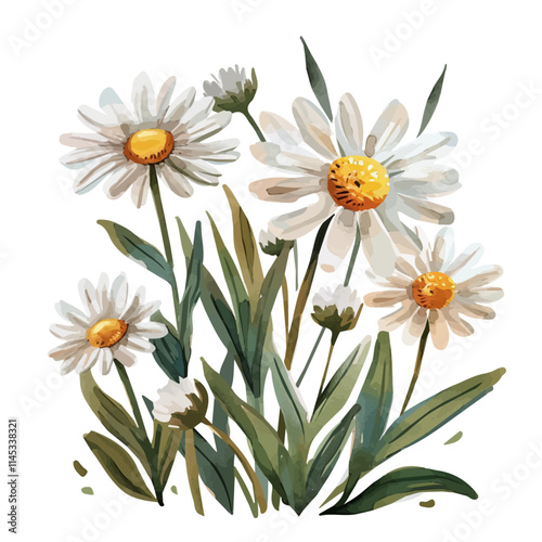 A watercolor drawing of springtime blooming daisies, isolated on a white background. Springtime blooming daisies vector.
