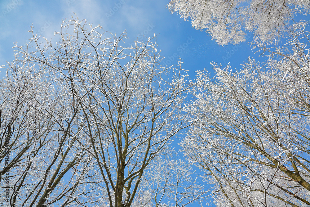 Majestic landscape with snow-covered trees in city park. Majestic landscape with snow-covered trees in city park.