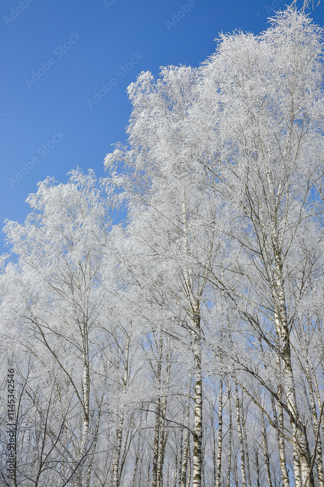 Incredible landscape with snow-covered birch trees in city park. Incredible landscape with snow-covered birch trees in city park.