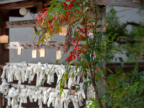 神社の鮮やかな南天と結び付けられた御神籤 photo