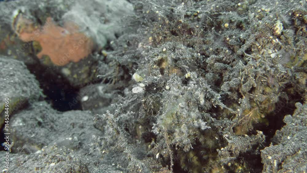 The spider crab camouflage itself among the rocks and sways from side to side, imitating seaweed on the bottom of a tropical sea. The spider crab camouflage itself among the rocks and sways from side to side, imitating seaweed on the bottom of a tropical sea.