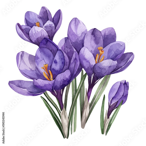 A watercolor vector of vibrant purple crocus flowers, isolated on a white background. Vibrant purple crocus flowers vector.