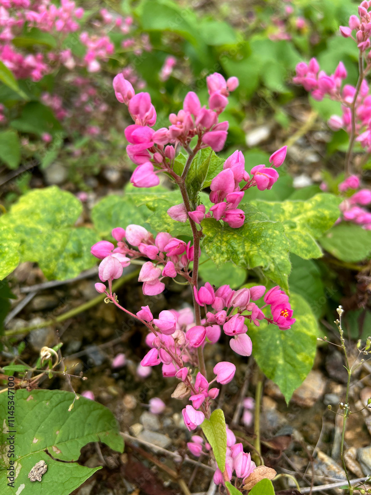 Antigonon leptopus or Mexican creeper or Bee bush or Corol vine or San Miguelito vine or Chain of love flowers. Antigonon leptopus or Mexican creeper or Bee bush or Corol vine or San Miguelito vine or Chain of love flowers.