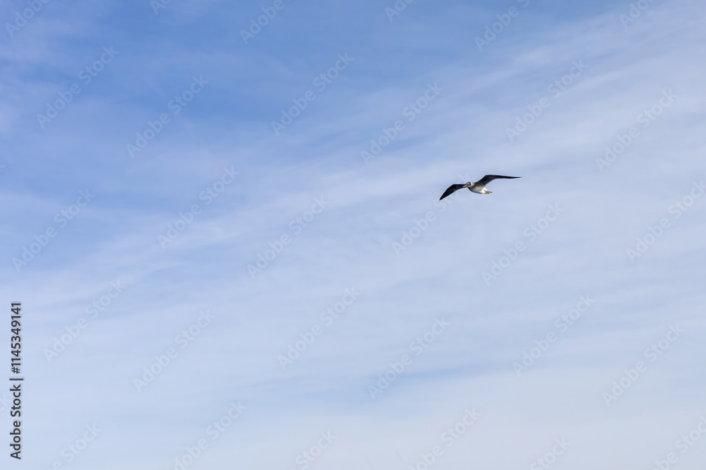 Lone bird soaring in a clear blue sky - freedom and serenity in nature Lone bird soaring in a clear blue sky - freedom and serenity in nature