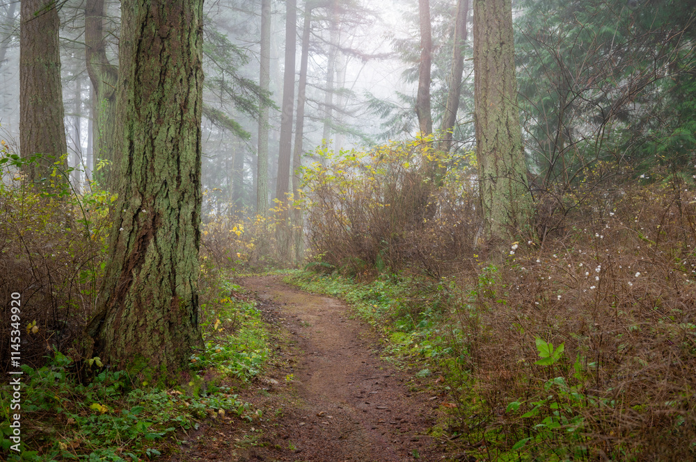 Obraz premium Enchanting fir forest enveloped by a morning fog on an island in the Pacific Northwest. Autumn mornings quite often treat people with a mysterious shroud of foggy sunlight and visual wonder.