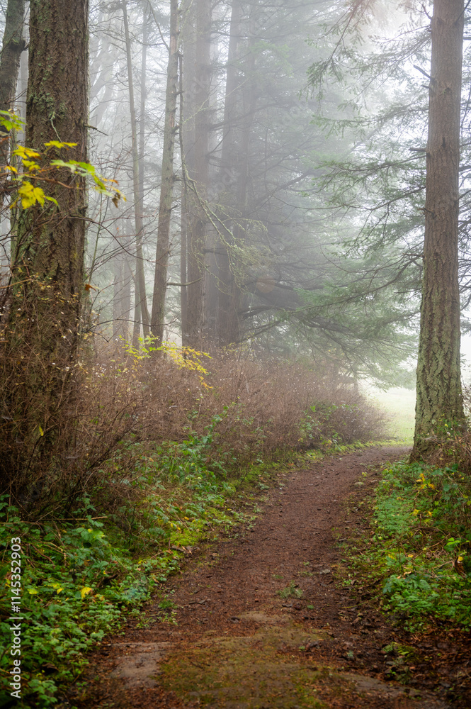 Fototapeta premium Enchanting fir forest enveloped by a morning fog on an island in the Pacific Northwest. Autumn mornings quite often treat people with a mysterious shroud of foggy sunlight and visual wonder.