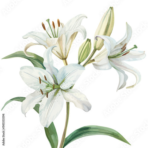 A watercolor vector of white lilies blooming in spring, isolated on a white background. White lilies blooming in spring vector.
