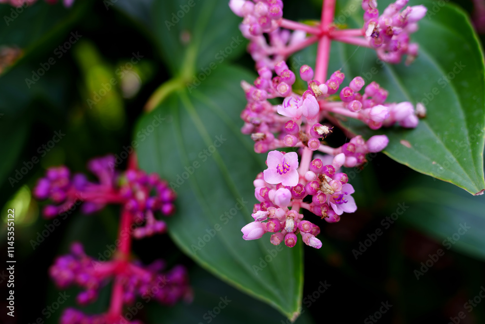 Close-up of a cute pink flower (Medinilla speciosa) in bloom