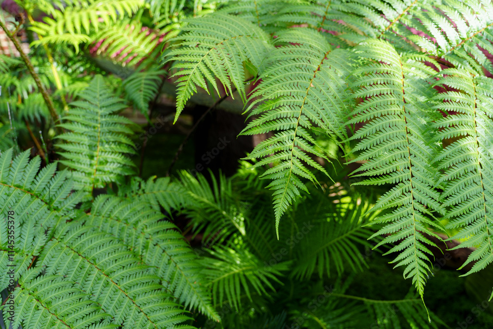 Close-up of fresh green fern Close-up of fresh green fern