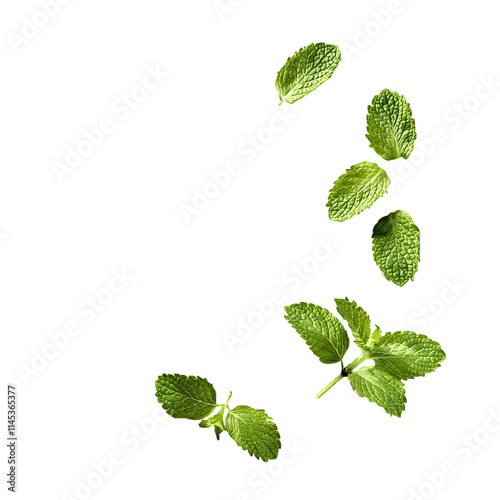 Mint leaves isolated, transparent shadow for fresh cooking designs.
