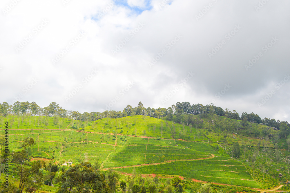 Fototapeta premium Colonial tea estates initiated by the British Empire, surrounded by stunning green mountains, natural waterfalls, and the paradise of Sri Lanka