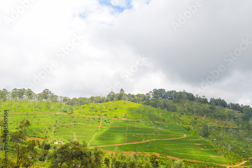 Colonial tea estates initiated by the British Empire, surrounded by stunning green mountains, natural waterfalls, and the paradise of Sri Lanka photo