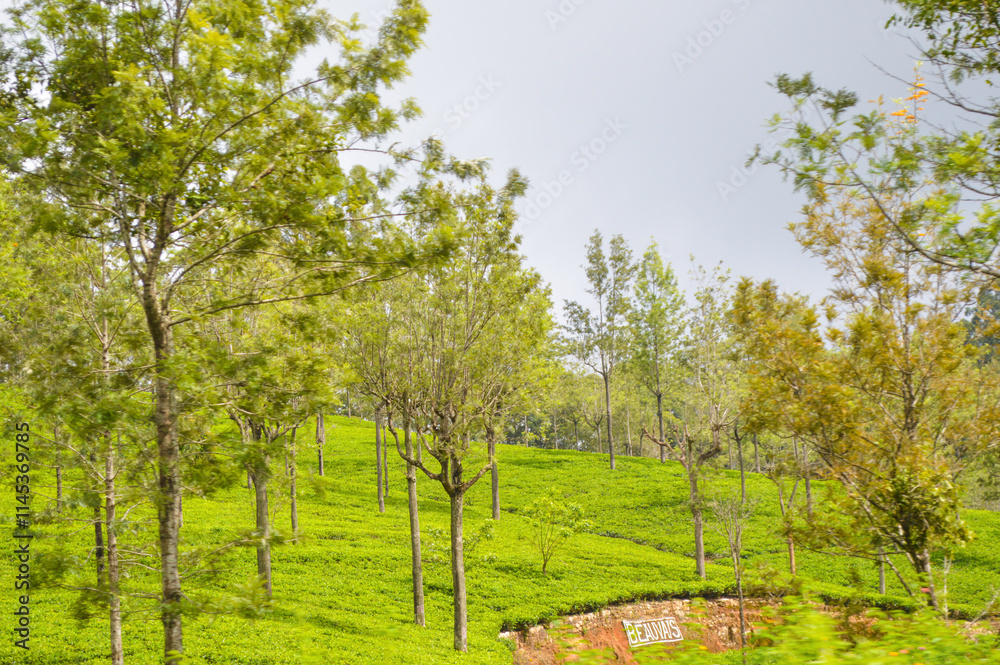 Colonial tea estates initiated by the British Empire, surrounded by stunning green mountains, natural waterfalls, and the paradise of Sri Lanka Colonial tea estates initiated by the British Empire, surrounded by stunning green mountains, natural waterfalls, and the paradise of Sri Lanka