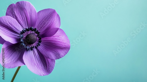 A bold purple anemone against a light teal background, close-up shot, Minimalist style