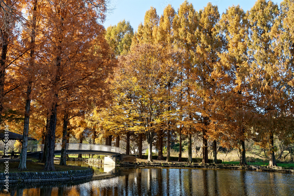 池に映るメタセコイアの紅葉