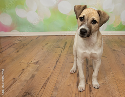 brown and white jack russell puppy dog standing with a head tilt portrait photo