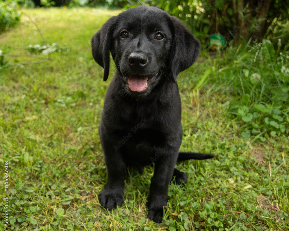 black lab puppy sitting down in green grass portrait black lab puppy sitting down in green grass portrait
