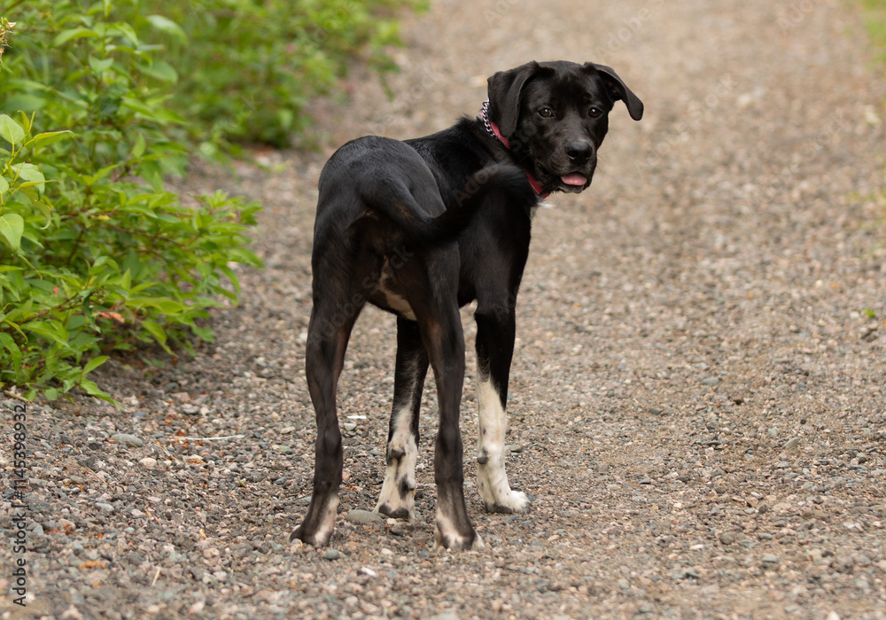 black and white lab mix puppy dog standing funny portrait black and white lab mix puppy dog standing funny portrait