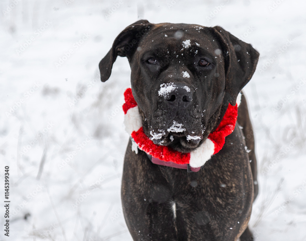 brindle cane corso mix wearing a Christmas collar close up with white snow on face portrait brindle cane corso mix wearing a Christmas collar close up with white snow on face portrait