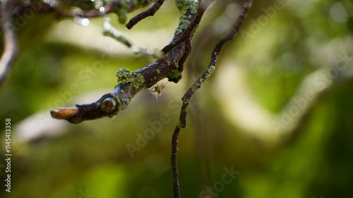 caterpillar on a leaf photo