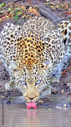 Leopard drinking water in slow motion