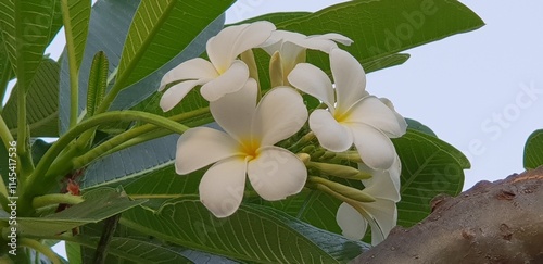 Frangipani, Plumeria,