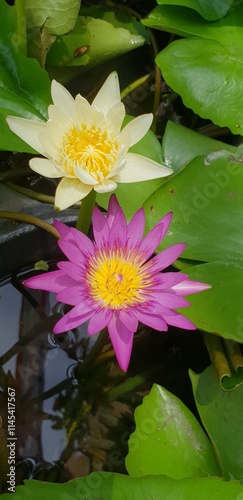 white and pink lotus