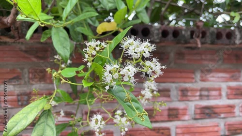 Ehretia laevis, small tree with green leaves and small white flowers on forked branched inflorescence photo