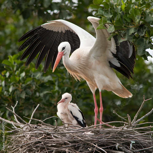 White storks with young baby stork on the nest Generative AI