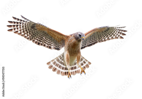 Tableau sur toile A red-shouldered hawk (Buteo lineatus) flying, isolated on a transparent background