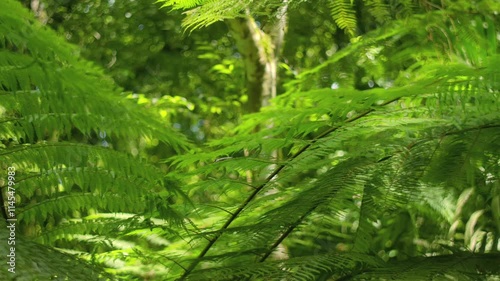 Vibrant and Lush Green Fern Leaves Found in the Beauty of Nature Out in the Wild