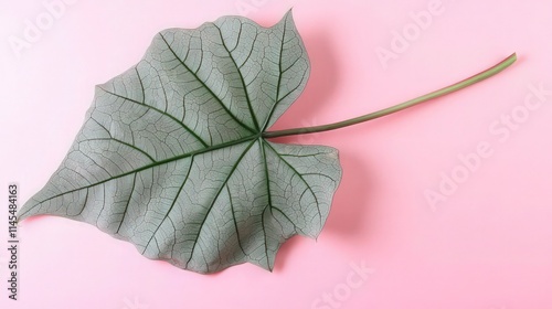 Leaf Monstera on pink background photo