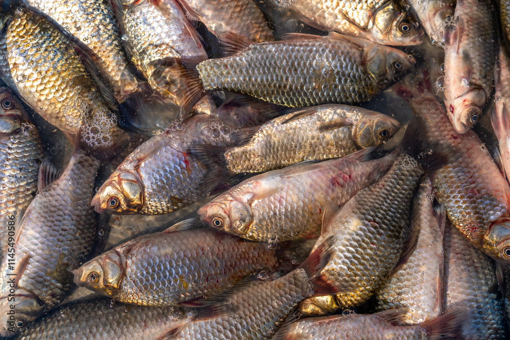 Abundance of Freshwater Fish Surrounding in Clear Water Abundance of Freshwater Fish Surrounding in Clear Water