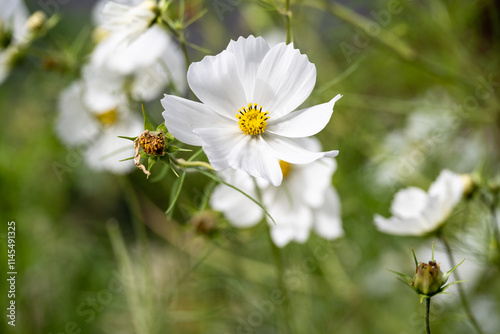 Fototapeta Naklejka Na Ścianę i Meble -  Light ethereal white flowers of white cosmos flowers blooming in a fall garden, as a fresh air nature background
