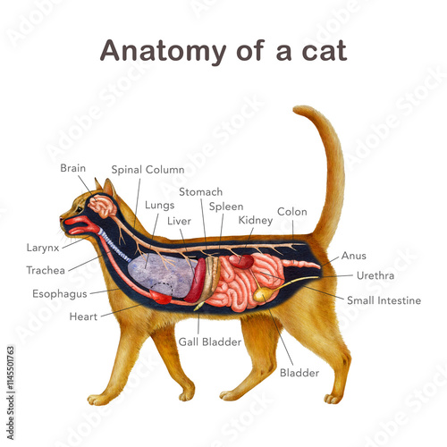 Anatomy of a cat with organ names scheme. Hand drawn detailed illustration. Feline internal organs anatomical table on white background. Cat inner anatomy for study, print, veterinary table design